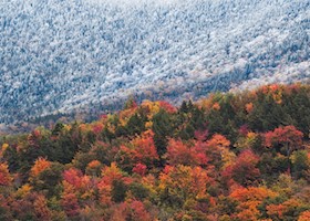 Trees in forest during Autumn partially covered in snow, Vermont, New England, Usa